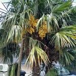 Trachycarpus fortunei Συνήθη χαρακτηριστικά