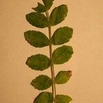 Rhus coriaria Otro
