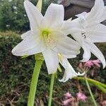 Crinum × powellii Flower