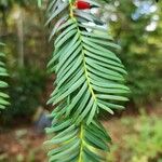 Taxus brevifolia Folha