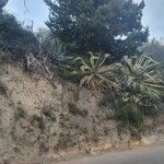 Agave americanaАгульны выгляд