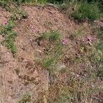 Dianthus carthusianorum Hábito