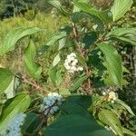 Cornus sericea Fruit