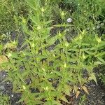 Monarda fistulosa 形态