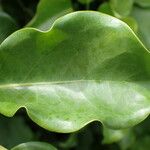 Schefflera heptaphylla Leaf