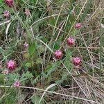 Platycapnos spicata 形態