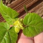 Sida cordata Frunză
