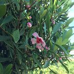 Clusia orthoneura 花