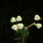 Euphorbia sinclairiana 果實