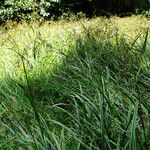 Scirpus sylvaticus पत्ता