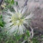 Albizia anthelmintica Flower