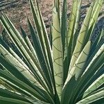 Agave vivipara Leaf