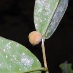 Uvaria obanensis Otro