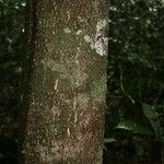 Licania parvifructa Cortiza