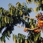 Castanospermum australe Хабит