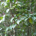 Miconia crenata ഇല