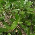 Quercus faginea পাতা