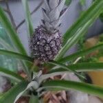 Ananas comosusFruit