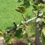 Afrocanthium gilfillanii Fruit