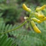 Astragalus penduliflorus ശീലം