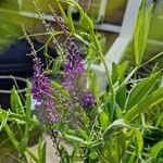 Linaria purpurea Blüte