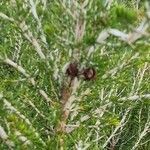 Erica arborea ഇല