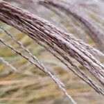 Miscanthus sinensis Fruit