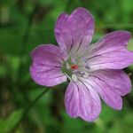 Geranium nodosumFleur