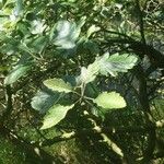 Sorbus mougeotii Hoja