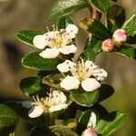 Cotoneaster integrifolius