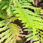 Blechnum cordatum 葉