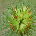 Trifolium lappaceum Gyümölcs