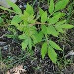 Rhus copallinum Fuelha