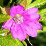 Geranium dissectum Cvet