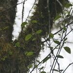 Alnus rubra Habit