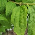 Philadelphus coronariusLeaf