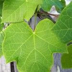 Jatropha curcas Blatt