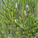 Melaleuca armillaris برگ