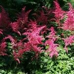 Astilbe japonicaKvět