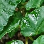 Begonia cubensis Feuille