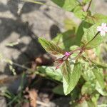 Epilobium roseum Fuelha