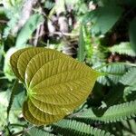 Dioscorea bulbifera 葉