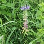 Muscari tenuiflorum Kwiat