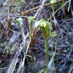 Pterostylis ophioglossaFlower