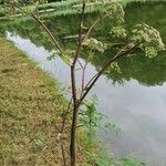 Angelica atropurpurea Квітка