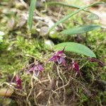 Bulbophyllum intertextum Floro