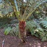 Dicksonia antarctica 樹皮