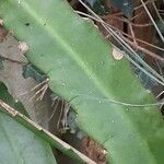 Disocactus ackermannii पत्ता