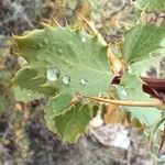 Berberis aetnensis برگ