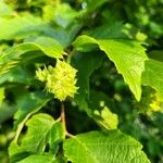 Corylus americana Vaisius